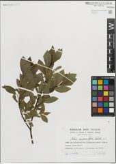 Foto von Salix myrsinifolia Salisb.